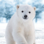 Polar Bear HD Wallpapers icône