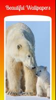 Polar Bear HD Wallpapers capture d'écran 2