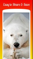 Polar Bear HD Wallpapers capture d'écran 3