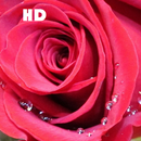 Red Rose HD Wallpapers APK