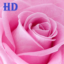 Rose HD Wallpapers APK