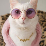 Cute Cats Wallpapers HD 4K