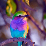 Cute Birds Wallpapers HD 4K