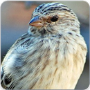 Black Throated Canary Song : Canary Bird Sound-APK