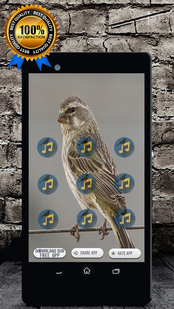 Black Throated Canary Song : Canary Bird Sound APK for Android Download