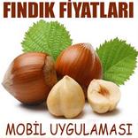 Fındık Fiyatları