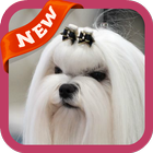 Maltese Wallpaper آئیکن