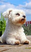 Maltese Wallpaper اسکرین شاٹ 1