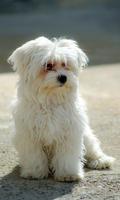 Maltese Wallpaper اسکرین شاٹ 3