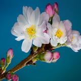 Bloem wallpapers-icoon