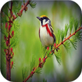 Birds wallpapers