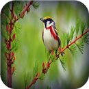 Fondos de pantalla Birds APK