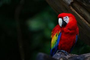 鳥の壁紙 スクリーンショット 3