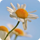 Mom´s Botanicals Plus APK