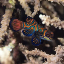 Mandarin Fish Care Guide APK