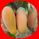 mango cultivation APK