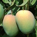 Mango Cultivation IIHR APK