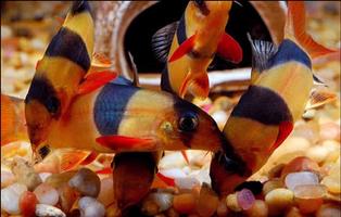 برنامه‌نما Peces de acuario عکس از صفحه