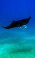 Manta Wallpaper स्क्रीनशॉट 3