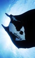 Manta Wallpaper पोस्टर
