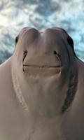 Manta Wallpaper स्क्रीनशॉट 1