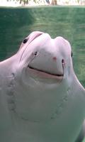 Manta Wallpaper स्क्रीनशॉट 2