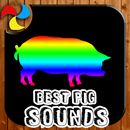 Pig Sounds APK