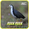 Suara Pikat Burung Ruak Ruak