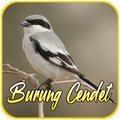 Suara Pikat Burung Cendet