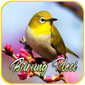 Suara Pikat Burung Pleci Ribut