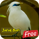 Suara Burung Kicau Jalak Bali ícone