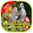 Perkutut Lokal Gacor Merdu biểu tượng