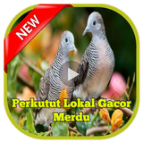 Perkutut Lokal Gacor Merdu biểu tượng