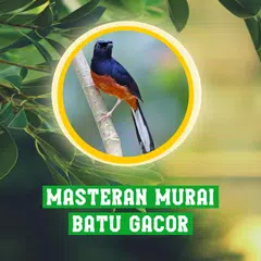 Masteran Murai Batu Gacor