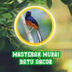 Masteran Murai Batu Gacor