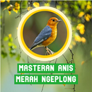 Masteran Anis Merah Ngeplong APK