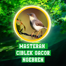 Masteran Ciblek Gacor Ngebren APK