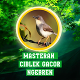 Masteran Ciblek Gacor Ngebren Zeichen