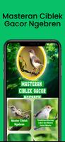 Masteran Ciblek Gacor Ngebren Plakat