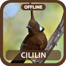 Masteran Cililin Juara Offline APK