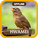 Masteran Hwamei Wambi APK