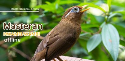 Masteran Hwamei Wambi الملصق