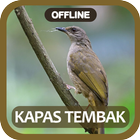 Masteran kicau kapas tembak simgesi