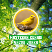 Masteran Kenari Gacor Juara