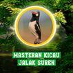 Masteran Kicau Jalak Suren