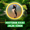 Masteran Kicau Jalak Suren APK