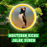 Masteran Kicau Jalak Suren Zeichen