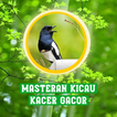 Masteran Kicau Burung Kacer