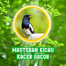 Masteran Kicau Burung Kacer APK