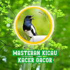 Masteran Kicau Burung Kacer icône